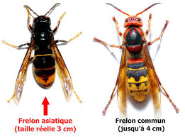 photos comparées de frelon asiatique et de frelon européen